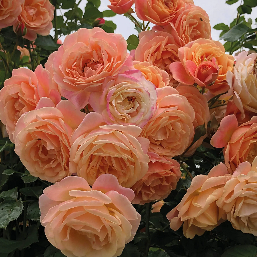 Rosa 'Peach Melba' Rózsa 'Peach Melba'