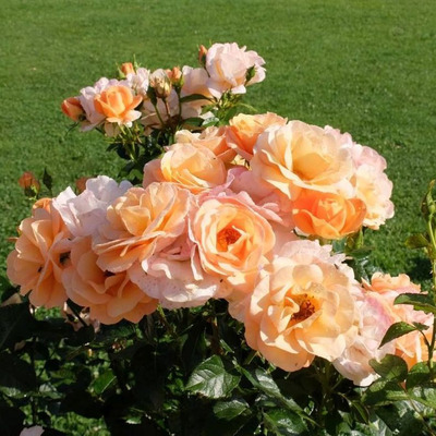 Rosa 'Portoroz' Rózsa 'Portoroz'