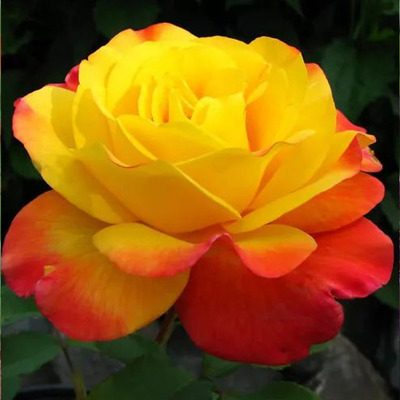 Rosa 'Samba' R&oacute;zsa 'Samba'