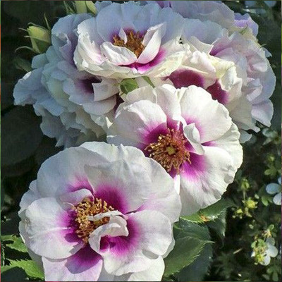 Rosa 'See You in Purple' Rózsa 'See You in Purple'