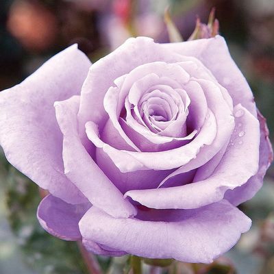 Rosa 'Sterling Silver' Rózsa 'Sterling Silver'