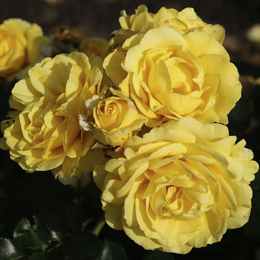 Rosa 'Sunmaid' Rózsa 'Sunmaid'