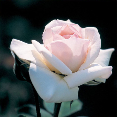 Rosa 'Swan Lake' R&oacute;zsa 'Swan Lake'