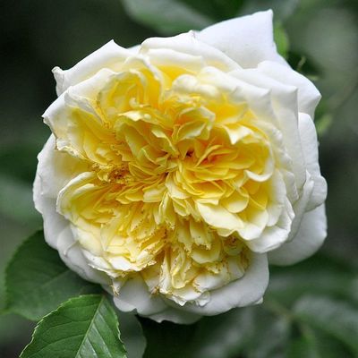 Rosa 'The Pilgrim' R&oacute;zsa 'The Pilgrim'