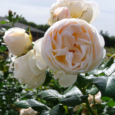 Rózsa 'Uetersener Klosterrose' Rosa 'Uetersener Klosterrose'