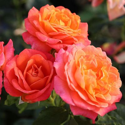 Rosa 'Vulcano' Rózsa 'Vulcano'
