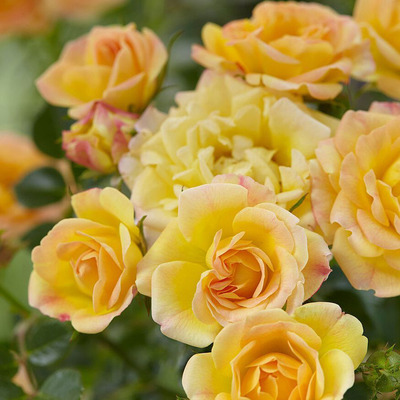 Rosa 'Yellow Fairy' R&oacute;zsa 'Yellow Fairy'
