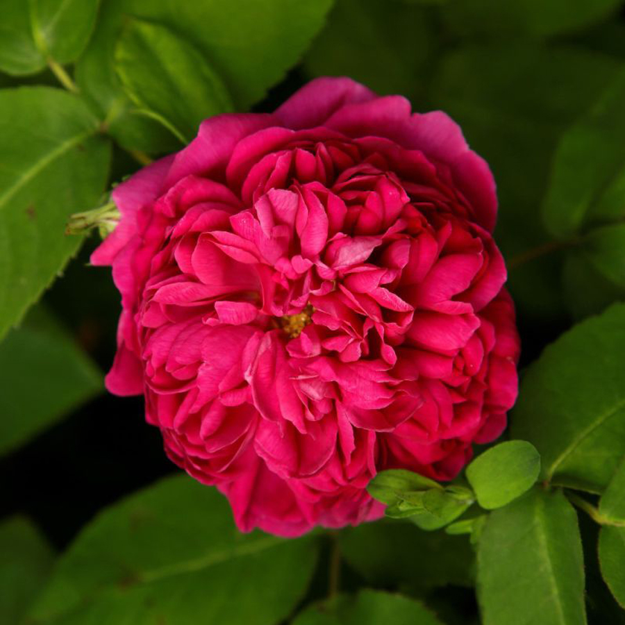 R&oacute;zsa 'Rose de Resht' Rosa 'Rose de Resht'