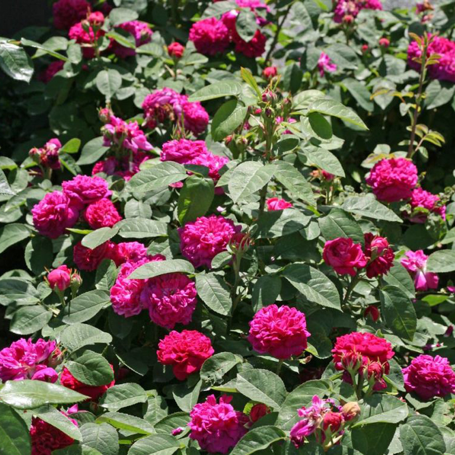 R&oacute;zsa 'Rose de Resht' Rosa 'Rose de Resht'