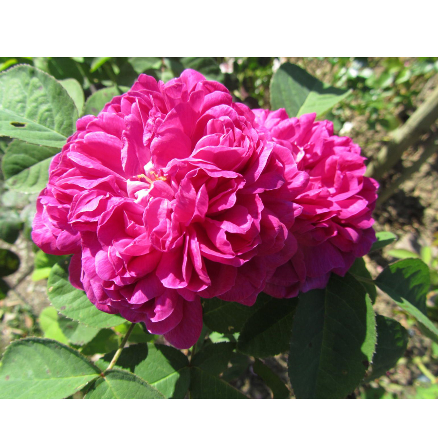 R&oacute;zsa 'Rose de Resht' Rosa 'Rose de Resht'