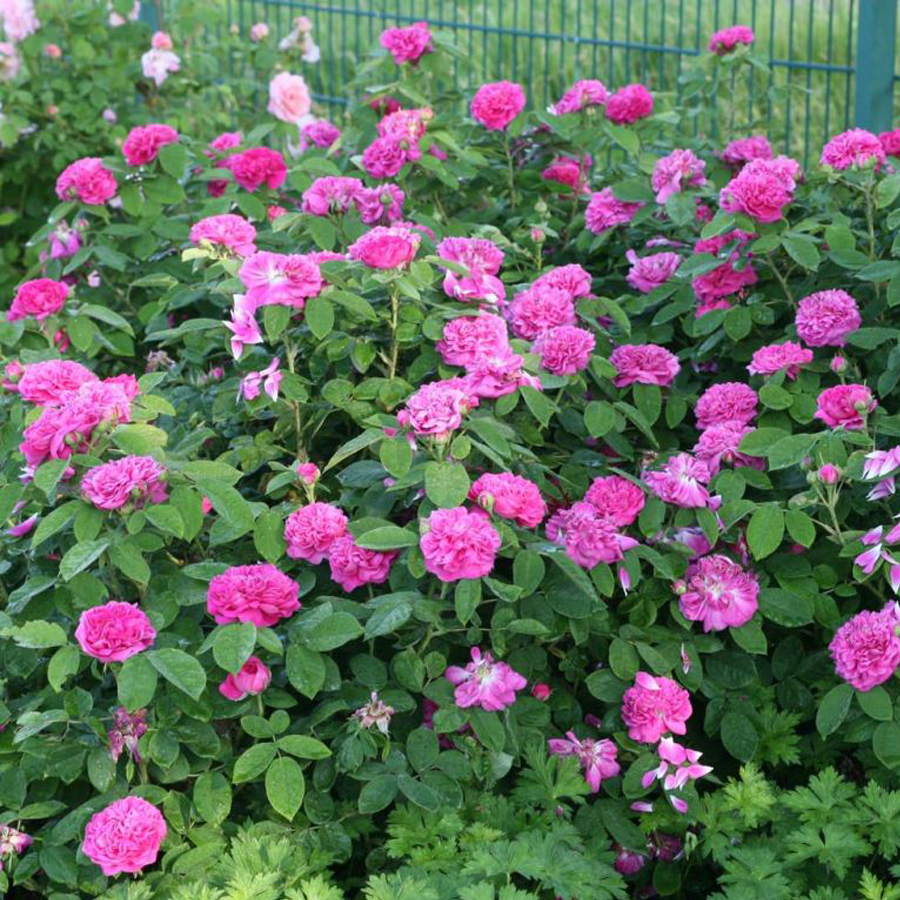 R&oacute;zsa 'Rose de Resht' Rosa 'Rose de Resht'