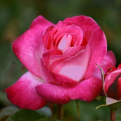 Rosa 'Rose Gaujard' R&oacute;zsa 'Rose Gaujard'