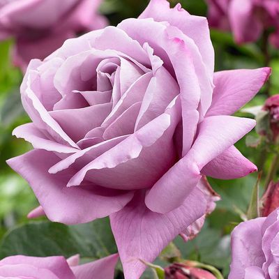 Rosa 'Waltz Time' R&oacute;zsa 'Waltz Time'