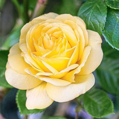 Rosa 'Arthur Bell' R&oacute;zsa 'Arthur Bell'