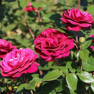 Rosa 'Bellevue' Rózsa 'Bellevue'