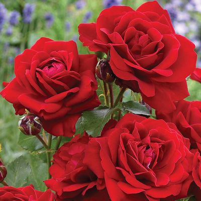 Rosa 'Stromboli' R&oacute;zsa 'Stromboli'