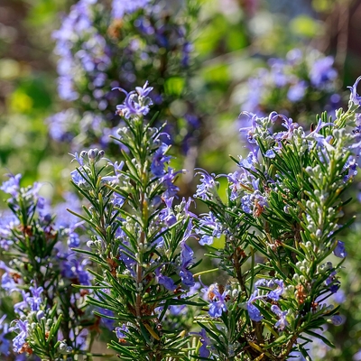 Rozmaring Rosmarinus officinalis