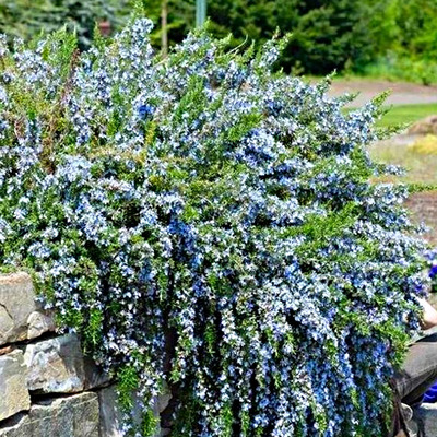 Rosmarinus officinalis 'Prostratus' Kúszó rozmaring