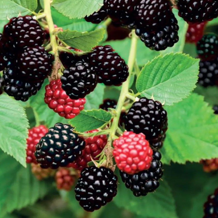 T&uuml;sk&eacute;tlen fekete szeder Cheste Rubus fruticosus 'Chester Thornless'