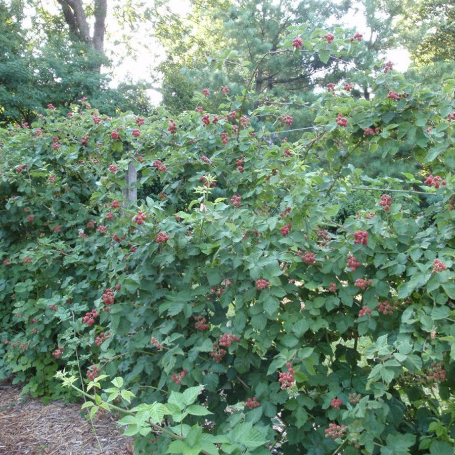 T&uuml;sk&eacute;tlen fekete szeder Cheste Rubus fruticosus 'Chester Thornless'