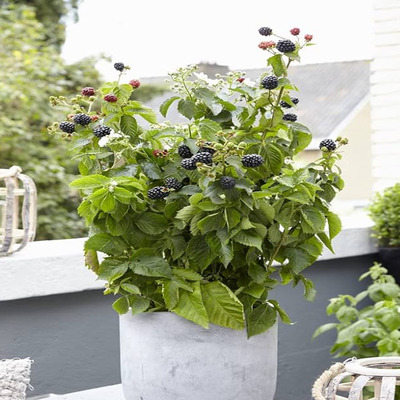 Rubus fruticosus 'Black Prince' Szeder Black Prince