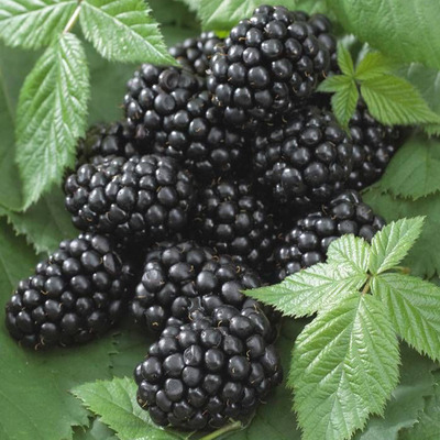 Rubus fruticosus 'Black Satin' Szeder Black Satin