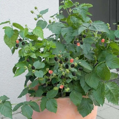 Szeder Black Prince Rubus fruticosus 'Black Prince'