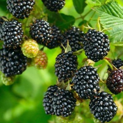 Rubus fruticosus 'Loch Ness' Szeder Loch Ness