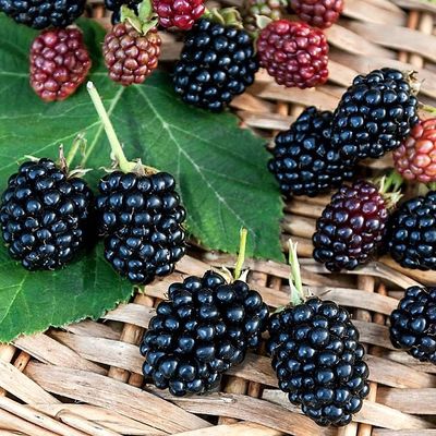 Rubus fruticosus mix Szeder fajták