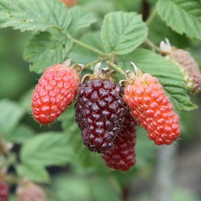 Rubus hybrid 'Tayberry' Szedermálna Tayberry