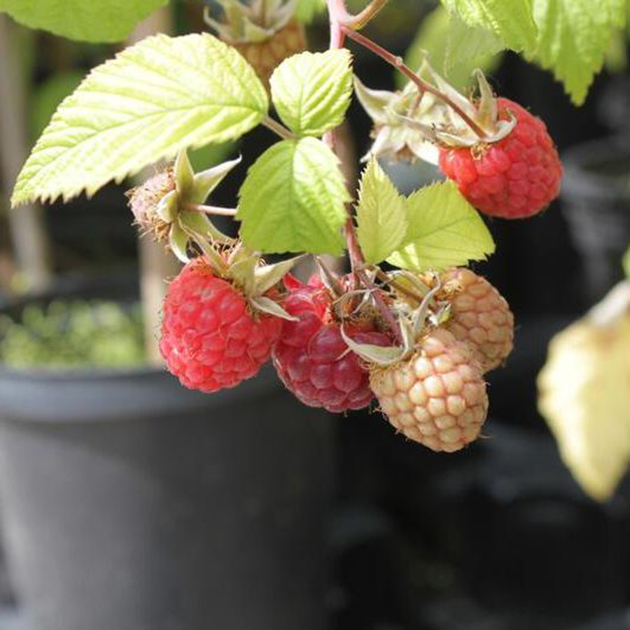 Rubus idaeus 'Canby' Tüskétlen málna Canby