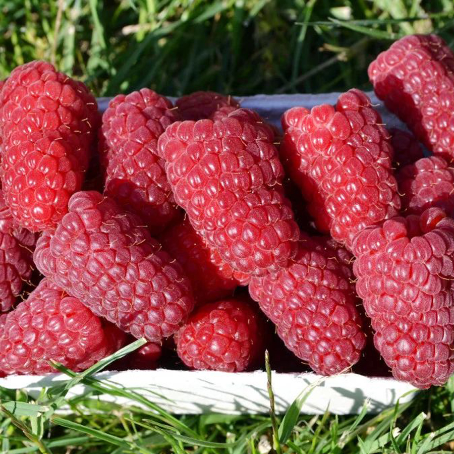 M&aacute;lna Przehyba Rubus idaeus 'Przehyba'