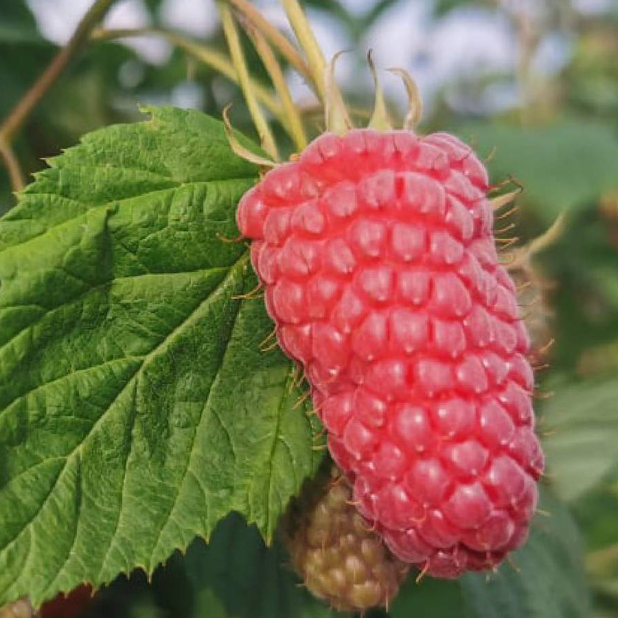 Rubus idaeus 'Przehyba' M&aacute;lna Przehyba