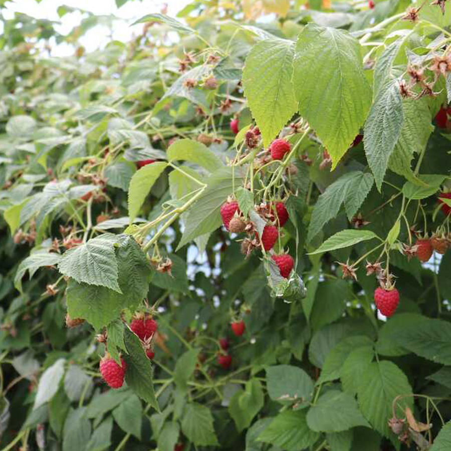 M&aacute;lna Summer Chef Rubus idaeus 'Summer Chef'