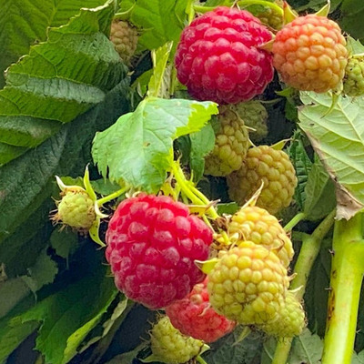 Rubus idaeus 'Autumn First' Málna Autumn First