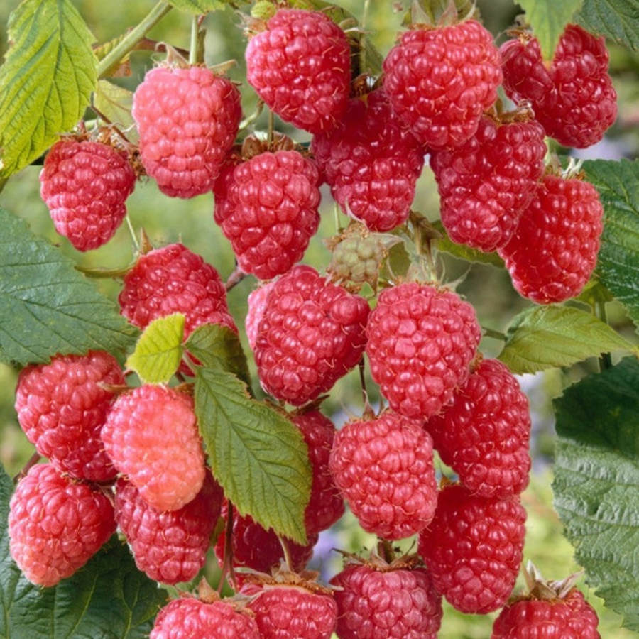 Rubus idaeus 'Delniwa' Folytontermő málna Delniwa