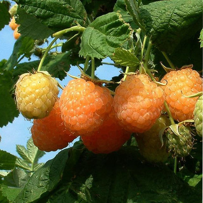 Rubus idaeus 'Fertődi Aranyfürtű' Málna Fertődi Aranyfürtű