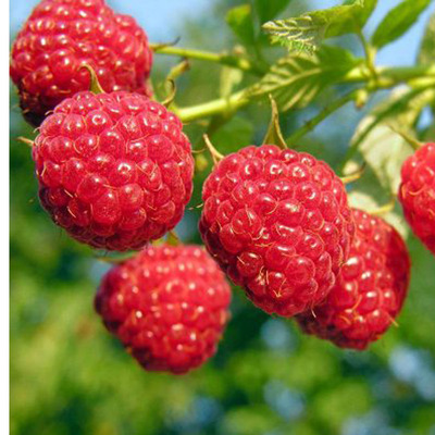 Rubus idaeus 'Fertődi Zamatos' Málna Fertődi Zamatos