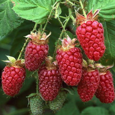 Rubus idaeus 'Glen Ample' Málna Glen Ample