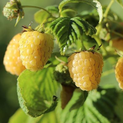 Rubus idaeus 'Golden Queen' M&aacute;lna Golden Queen
