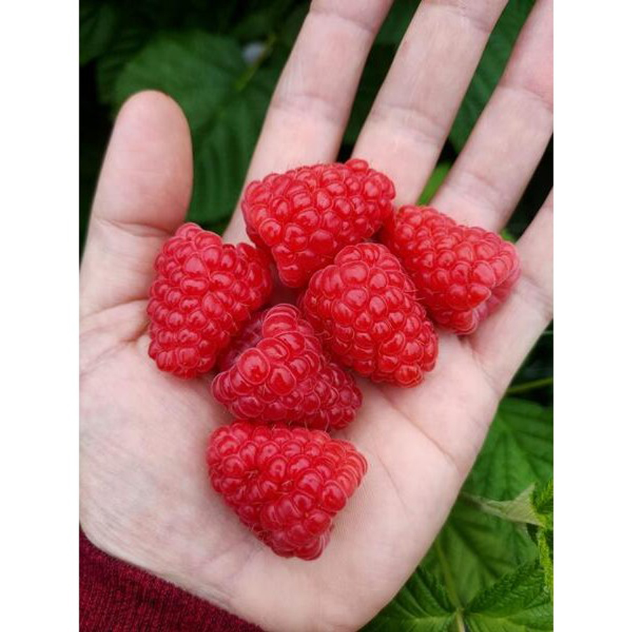 Rubus idaeus 'Husaria' Folytontermő málna Husaria