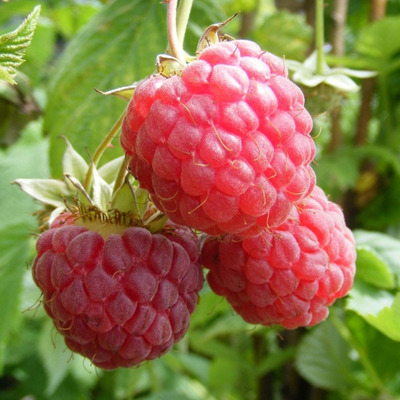 Rubus idaeus 'Little Sweet Sister' Málna Little Sweet Sister