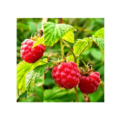 Rubus idaeus 'Lucana' Málna Lucana