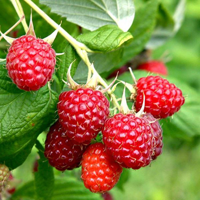 Rubus idaeus 'Malling Exploit' Málna Malling Exploit