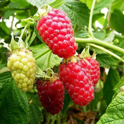 Rubus idaeus 'Tulameen' Málna Tulameen