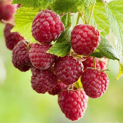 M&aacute;lna Twotimer Sugana Red Rubus idaeus 'Twotimer Sugana Red'