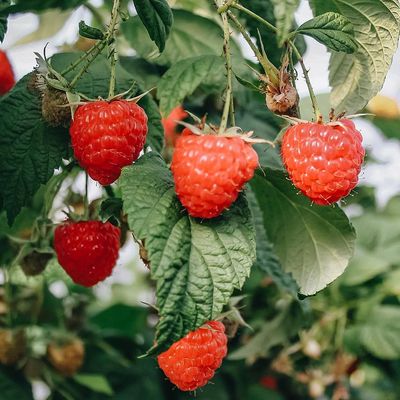 Rubus idaeus 'Twotimer Sugana Red' M&aacute;lna Twotimer Sugana Red