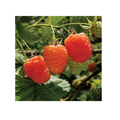 Rubus idaeus 'Valentina' M&aacute;lna Valentina