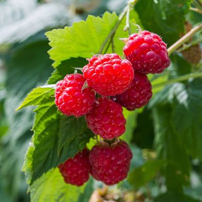 Rubus idaeus 'Willamette' Málna Willamette