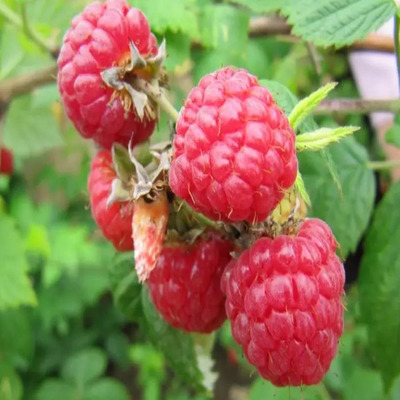 Rubus idaeus 'Heritage' Málna Heritage